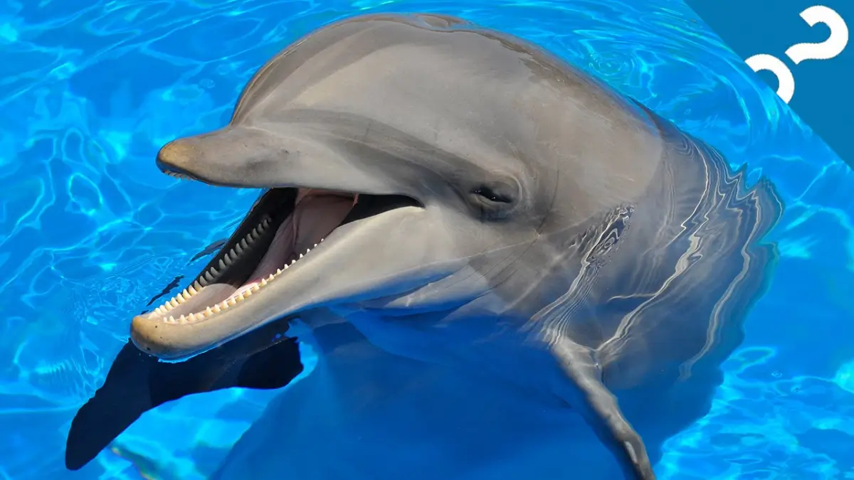 Which is the Most Intelligent Mammal on Earth?