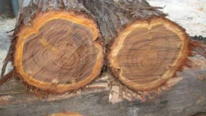 Which is the Hardest Wood of the World? Know About It