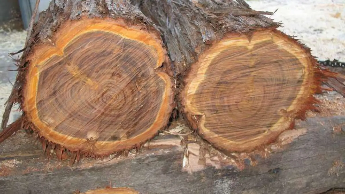 Which is the Hardest Wood of the World? Know About It