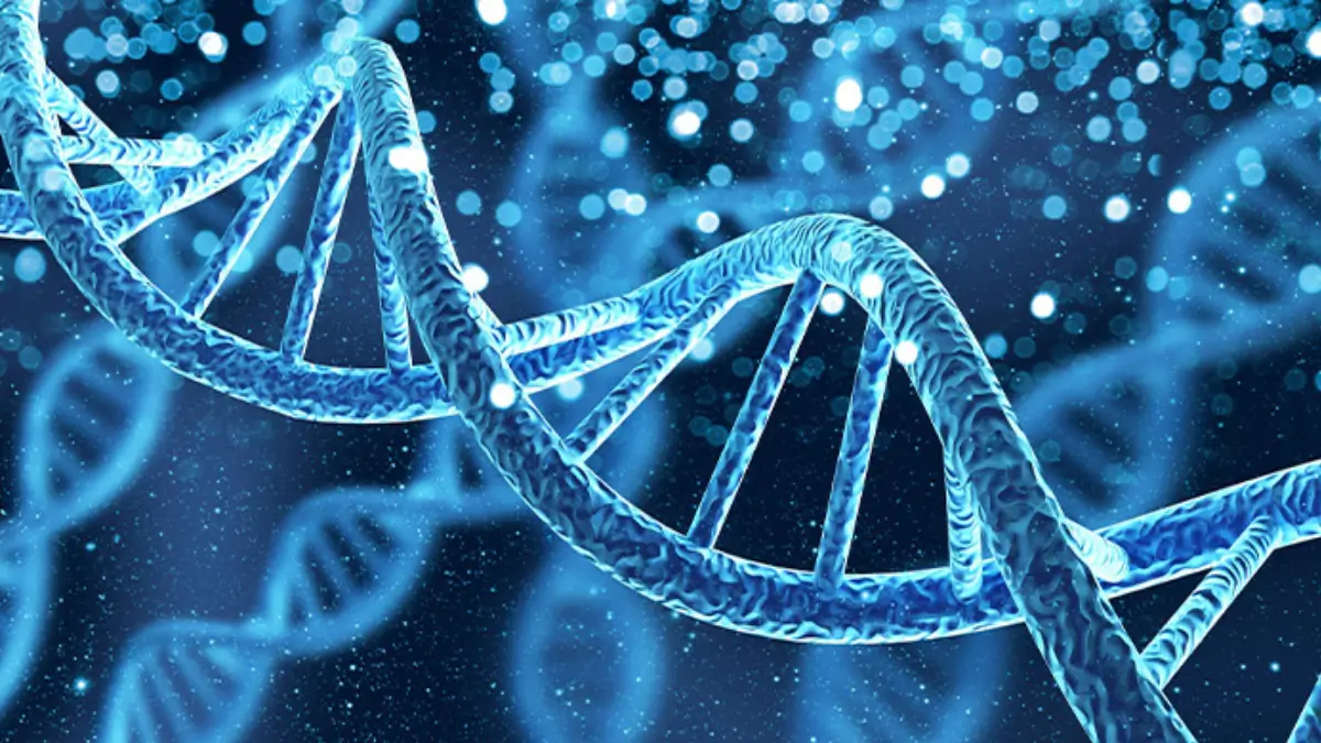 DNA Full Form: Know Its Meaning, Structure and Functions