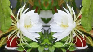 Which Flower is Known as the Queen of the Night?