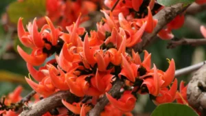 Which Flower is Known as the Flame of the Forest?