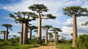 Which Tree is Known as the Tree of Life? Know About It