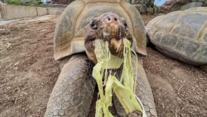 Gramma the Galápagos Tortoise Dies at 141 – A Legacy of Endurance