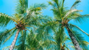 Which Tree is Known as the Tree of Thousand Uses?