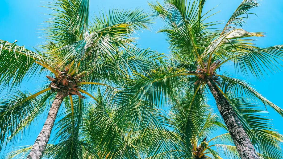 Which Tree is Known as the Tree of Thousand Uses?