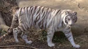 Which District of Madhya Pradesh is Known as the City of White Tigers?