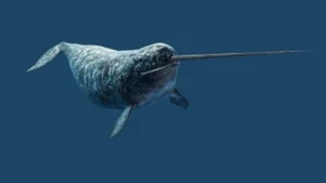 Which Animal is Known as the Unicorn of the Sea? Know the Name