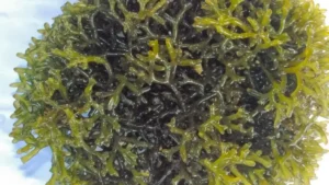 Kochi to Host 7th India International Seaweed Expo & Summit in January 2026