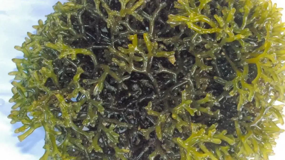 Kochi to Host 7th India International Seaweed Expo & Summit in January 2026