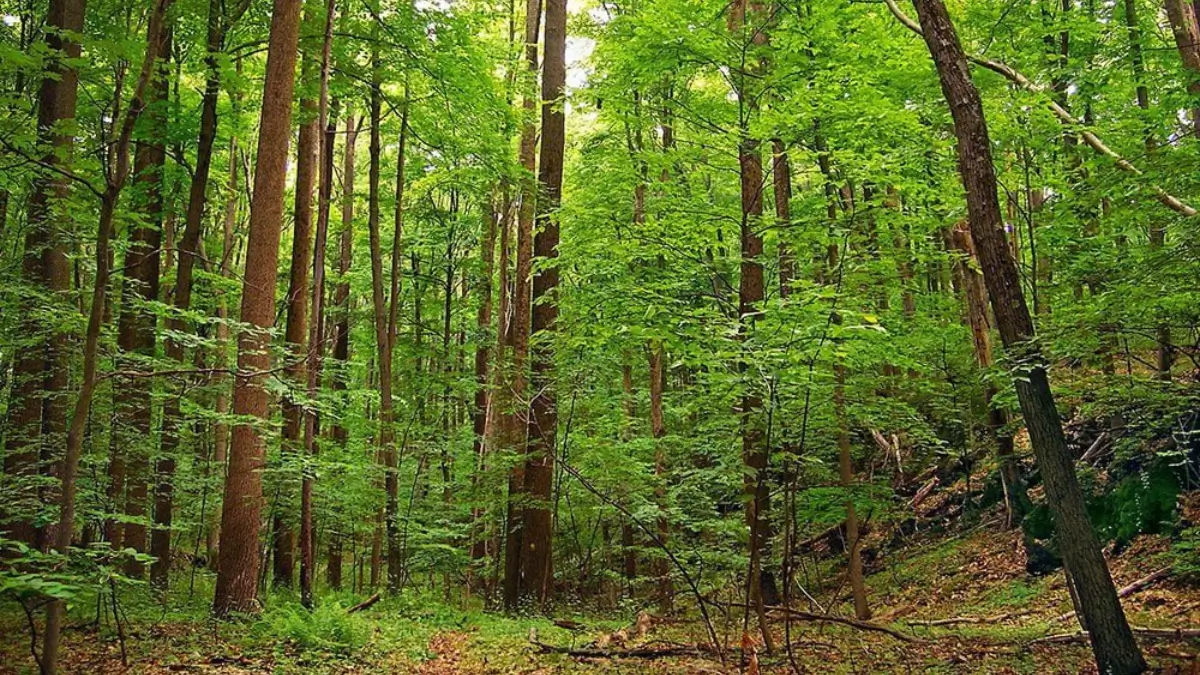 Which Forest is Known as the Monsoon Forest? Know About It
