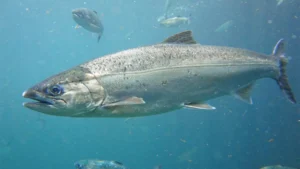 Which Fish is Known as the King of Fishes? Know About It