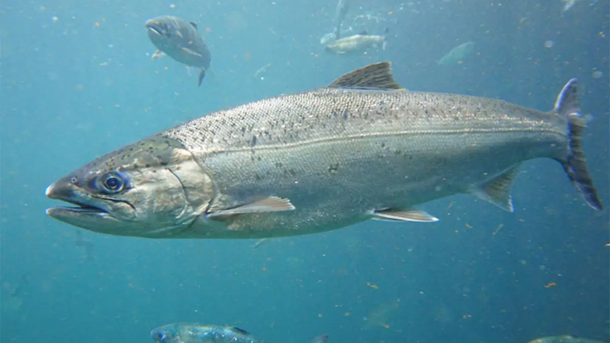 Which Fish is Known as the King of Fishes? Know About It