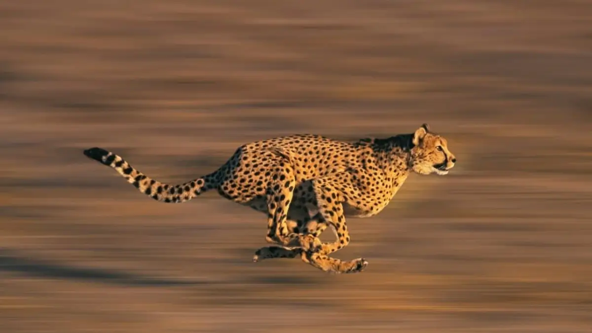Top-5 Fastest Cats in the World, Know the Names