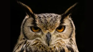 Which Animal is Known as the Silent Hunter? Know About It