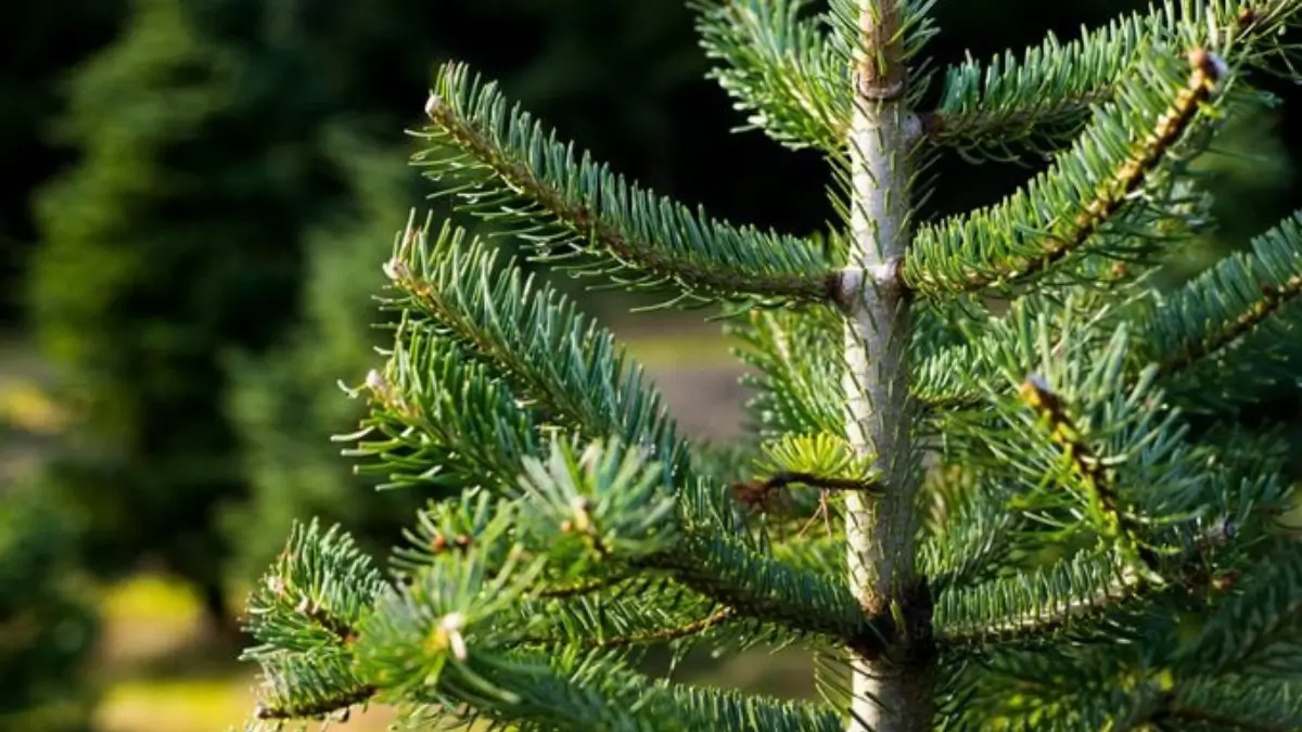 Which Tree is known as the Christmas Tree?