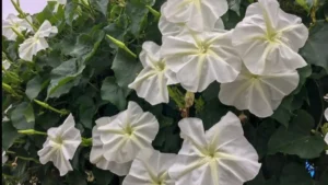 Which Flower is known as the Moonflower?