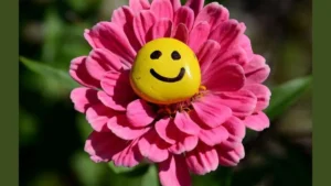 Which Flower is known as the Smiley Flower?