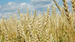 Which Crop is known as the King of Cereals?