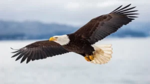 Which Bird is known as the King of Birds? Know the Name