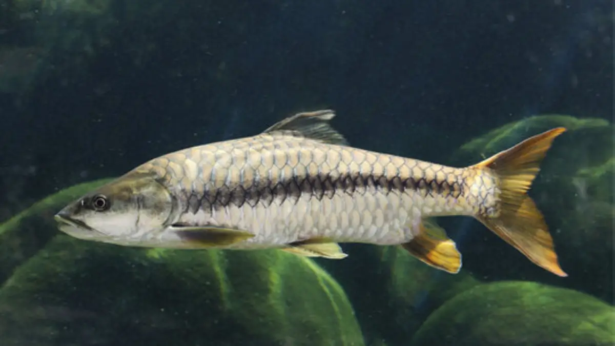 Which Fish is known as the King of Indian Rivers?