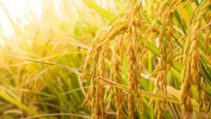 Which Crop is known as the Backbone of Indian Agriculture?