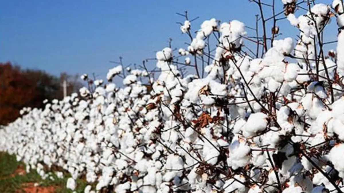 Which Crop is known as the White Gold of India?