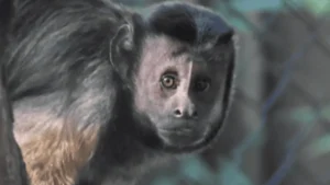 Capuchin Monkeys from South Africa Imports To Bannerghatta Biological Park