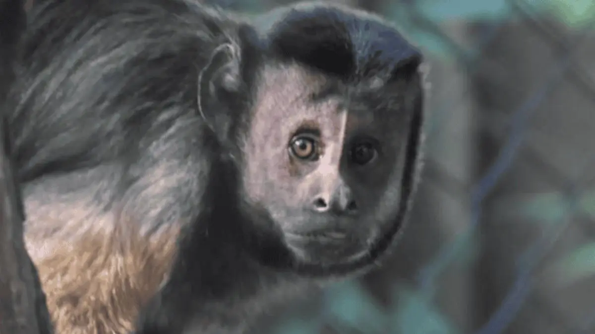 Capuchin Monkeys from South Africa Imports To Bannerghatta Biological Park