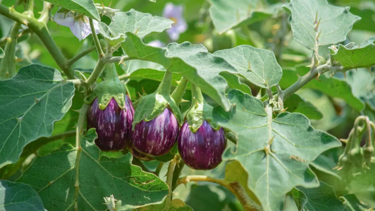 Which Vegetable is known as the King of Vegetables?