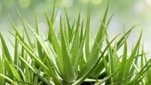 Which Plant is known as the Miracle Plant?