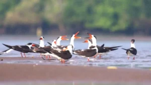 Godavari Estuary to Witness 40th Asian Waterbird Census on January 10–11