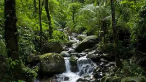 Which Forest is known as the Lungs of North India?