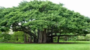 Which Tree is known as the Bodhi Tree? Know the Name