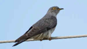 Which Bird is known as the Lazy Bird?