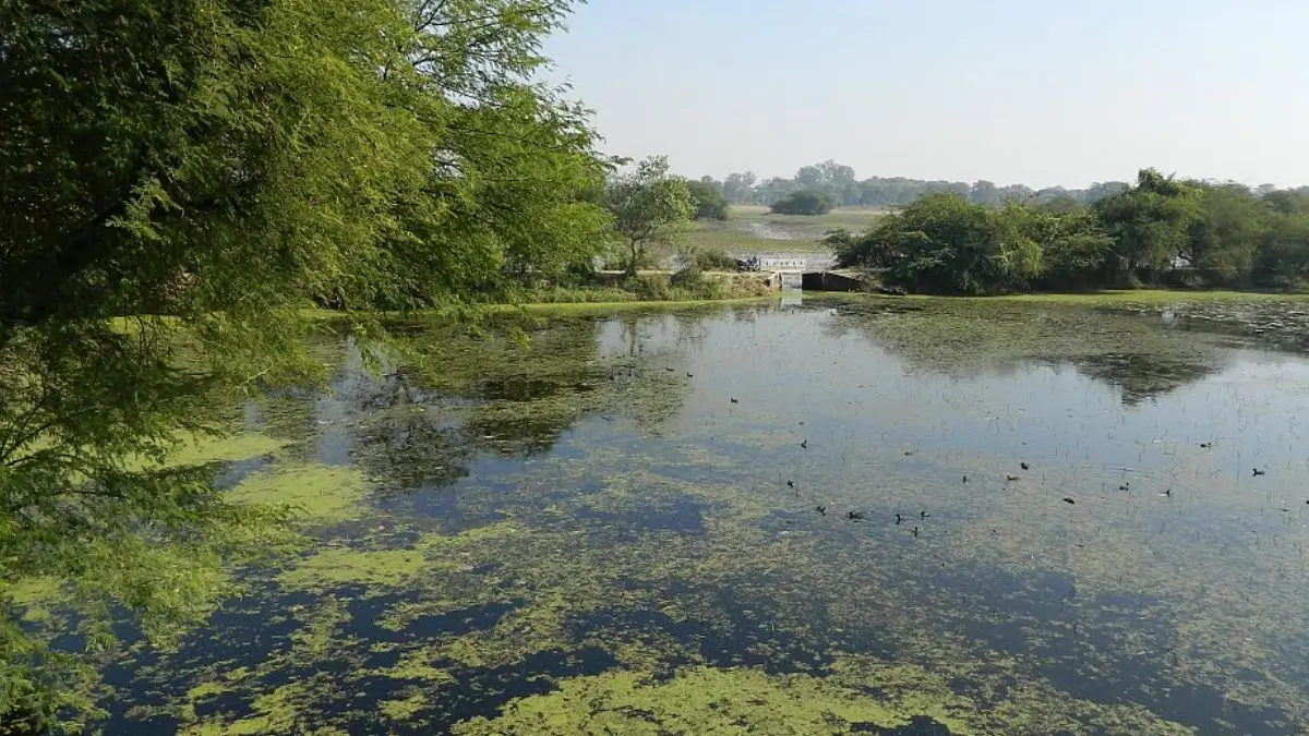 Govt Declares Parvati Arga Bird Sanctuary as Eco-Sensitive Zone