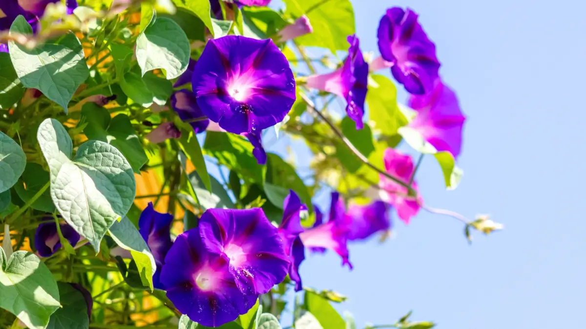 Which Flower is known as the Morning Glory?