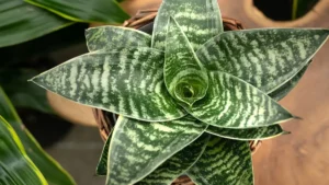 Which Plant Produces the Most Oxygen at Night?