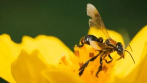 Amazon Stingless Bees Get Legal Rights