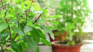 Which Plant is known as the Queen of the Herbs?