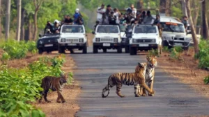 India Records Sharp Rise in Tiger Deaths in 2025