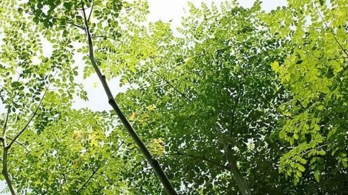 Which Tree is known as the Miracle Tree?