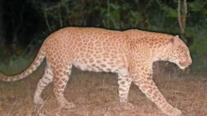 Karnataka Spots Its First ‘Sandalwood Leopard’