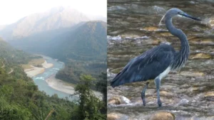 Kalai-II Hydropower Project Cleared Amid White-Bellied Heron Conservation Concerns