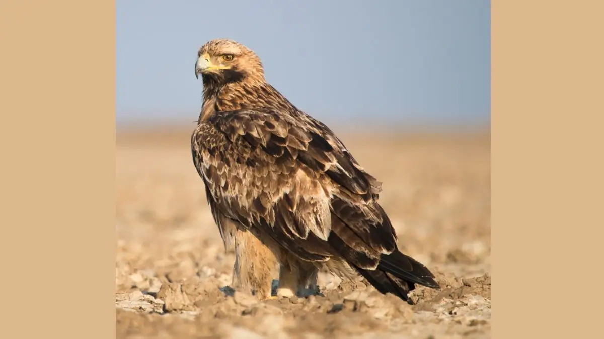 Rare Eastern Imperial Eagle Spotted at Mudumalai Tiger Reserve