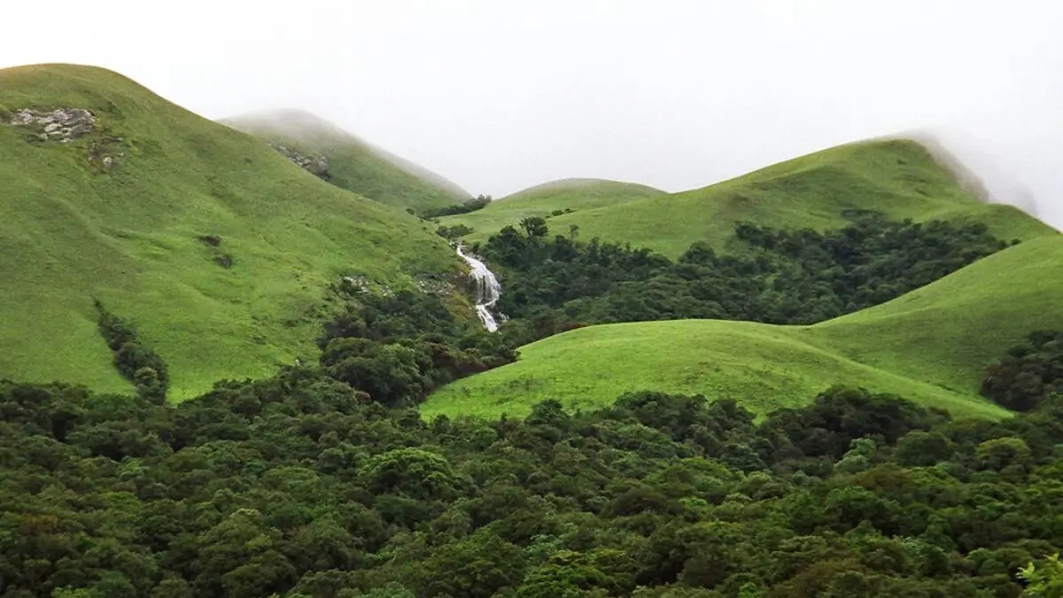 Rare Galaxy Frogs Feared Dead After Photo Tourism Disturbs Habitat