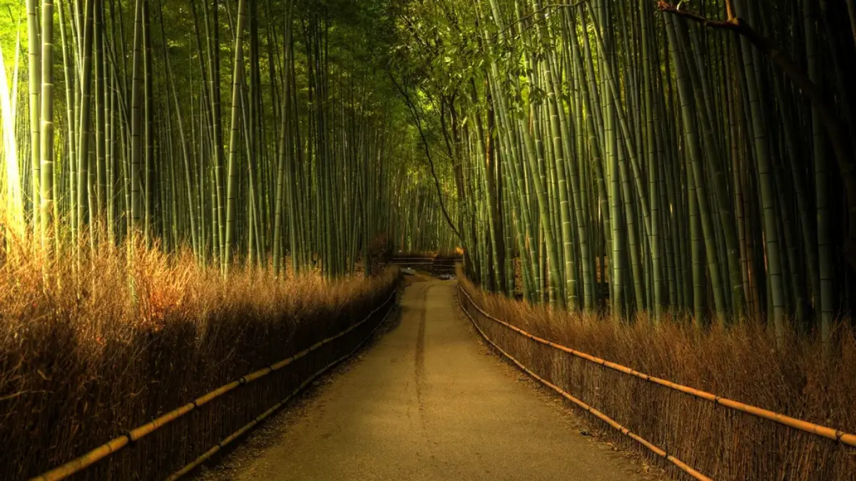Which City is known as the City of Bamboo?