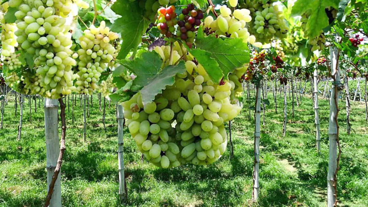 Which City is known as the City of Grapes?