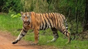 MSTrIPES App to Drive Tiger Census in Anamalai Tiger Reserve