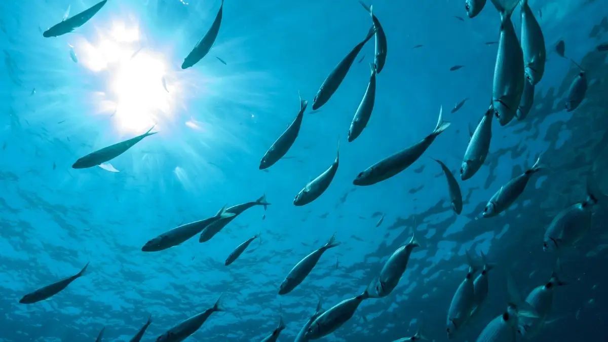 India’s Fish Production Doubles in a Decade, Employment Sees Massive Boost